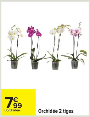 Orchidée 2 tiges
