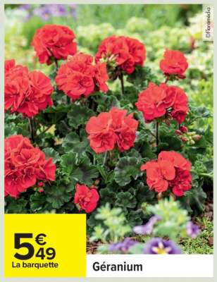 Géranium