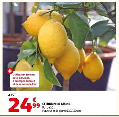 CITRONNIER JAUNE