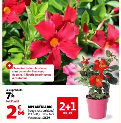 DIPLADÉNIA "RIO"