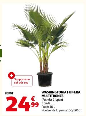 WASHINGTONIA FILIFERA MULTITRONCS