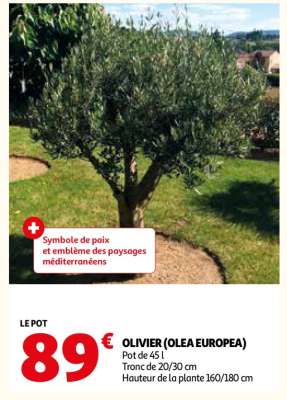 OLIVIER "OLEA EUROPEA"