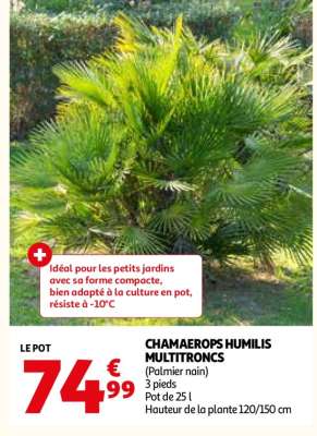 CHAMAEROPS HUMILIS MULTITRONCS