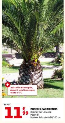 Phoenix Canariensis