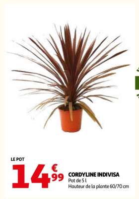 CORDYLINE INDIVISA