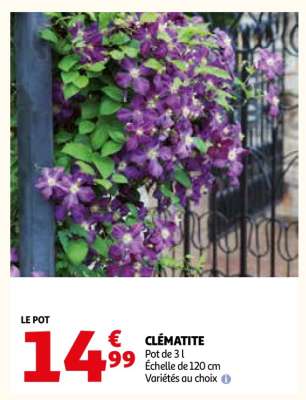 Clématite