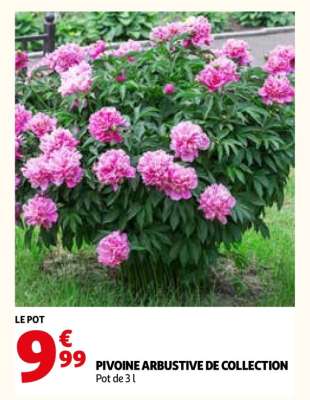 PIVOINE ARBUSTIVE DE COLLECTION