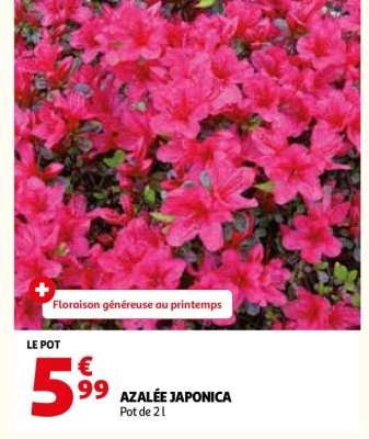 AZALÉE JAPONICA