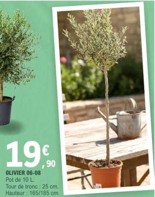 OLIVIER 06-08