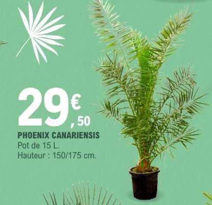 Phoenix Canariensis