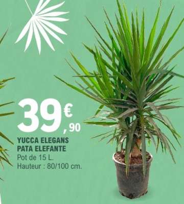 YUCCA ELEGANS PATA ELEFANTE