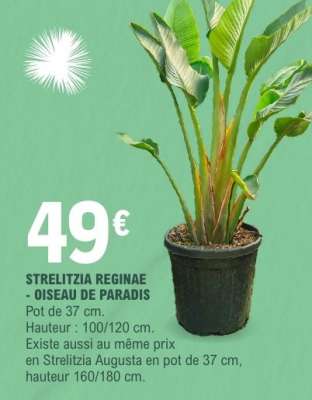 STRELITZIA REGINAE - OISEAU DE PARADIS