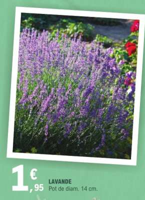 Lavande