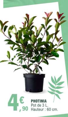 PHOTINIA