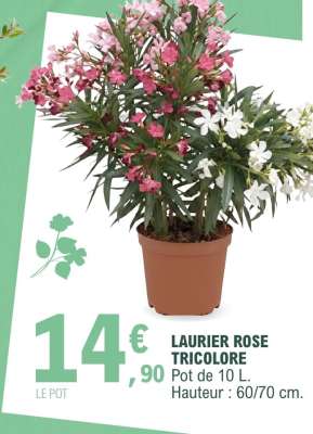 LAURIER ROSE TRICOLORE