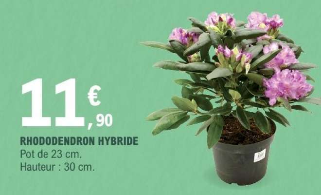 RHODODENDRON HYBRIDE
