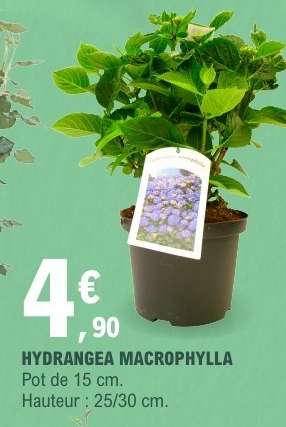 HYDRANGEA MACROPHYLLA