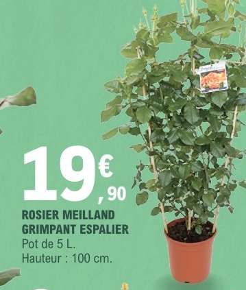 ROSIER MEILLAND GRIMPANT ESPALIER