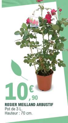 ROSIER MEILLAND ARBUSTIF