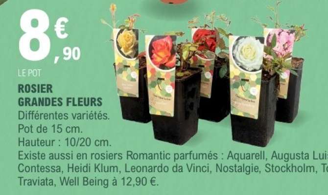 ROSIER GRANDES FLEURS