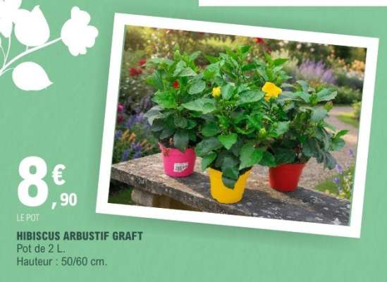 HIBISCUS ARBUSTIF GRAFT