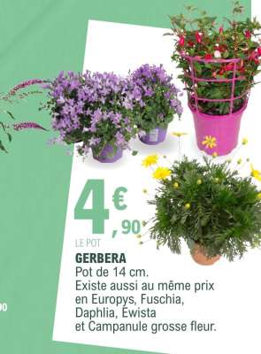 Gerbera