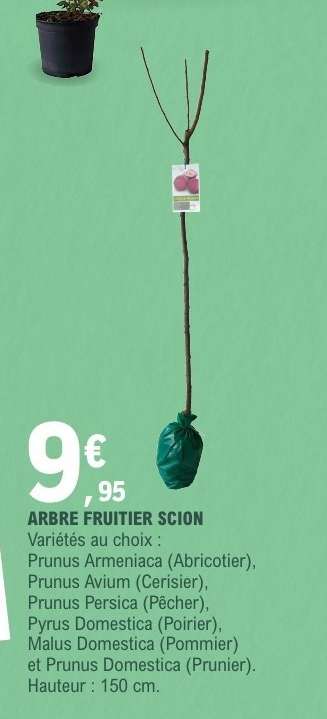 ARBRE FRUITIER SCION