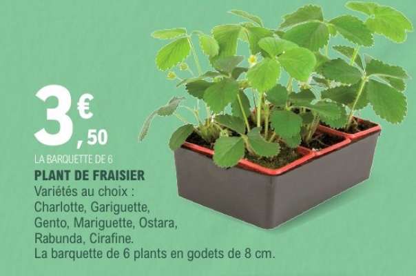PLANT DE FRAISIER