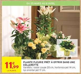 PLANTE FLEURIE PRÊT À OFFRIR DANS UNE COLLERETTE