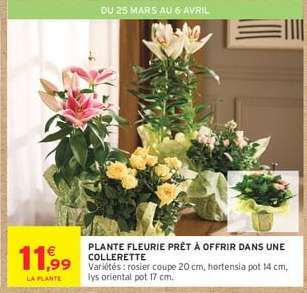 PLANTE FLEURIE PRÊT À OFFRIR DANS UNE COLLERETTE