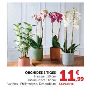 Orchidée 2 tiges