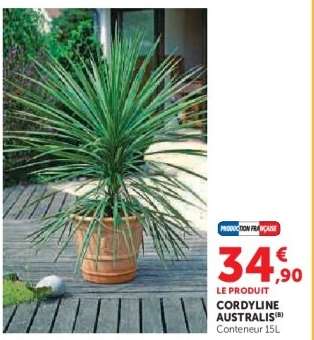 CORDYLINE AUSTRALIS