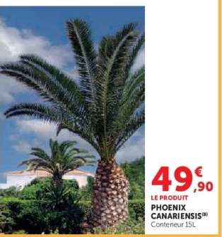Phoenix Canariensis