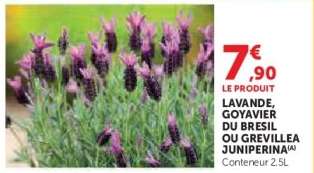 Lavande, Goyavier du Brésil ou Grevillea Juniperina