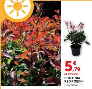 Photinia Red robin