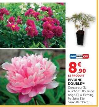 PIVOINE DOUBLE