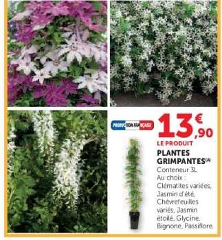 Plantes grimpantes