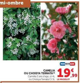 CAMELIA OU CHOISYA TERNATA