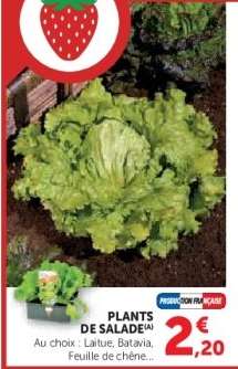Plants de salade