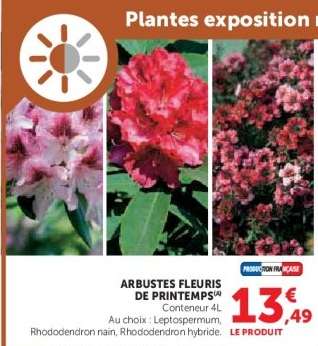 ARBUSTES FLEURIS DE PRINTEMPS