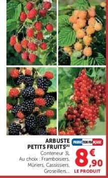 Arbuste Petits Fruits