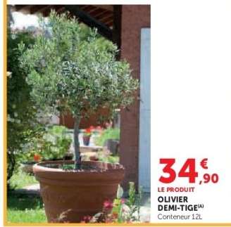 Olivier Demi-Tige