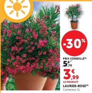 Laurier rose