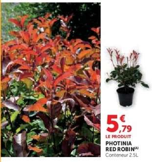 Photinia Red robin