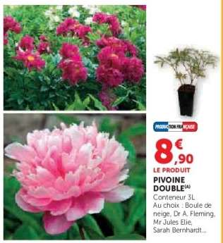 PIVOINE DOUBLE