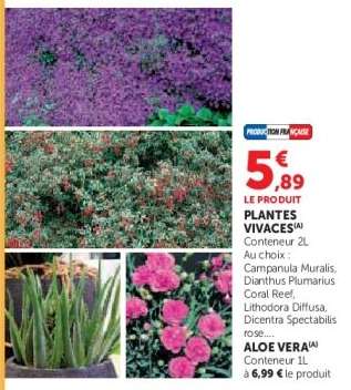Plantes Vivaces