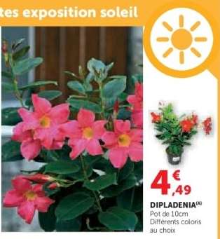 Dipladenia