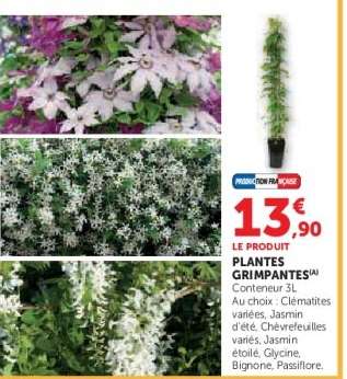 Plantes grimpantes
