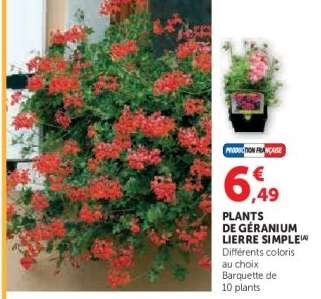 PLANTS DE GÉRANIUM LIERRE SIMPLE