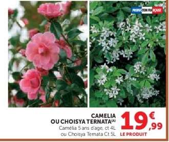 CAMELIA OU CHOISYA TERNATA